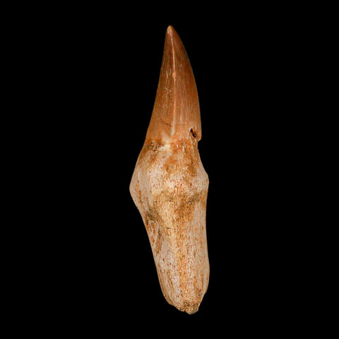 2.4" Mosasaur Eremiasaurus Fossil Tooth Rooted Cretaceous Dinosaur Era COA