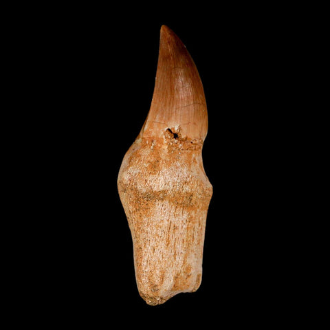 2.4" Mosasaur Eremiasaurus Fossil Tooth Rooted Cretaceous Dinosaur Era COA