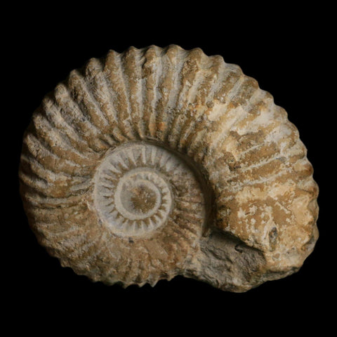 4.3" Acanthoceras Ammonite Fossil Agadir Morocco 360 Million Year Old COA - Fossil Age Minerals