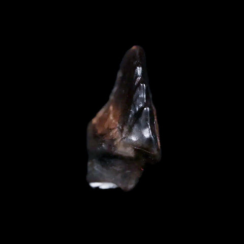 0.5" Ankylosaurus Fossil Tooth Judith River FM Cretaceous Dinosaur MT COA & Display - Fossil Age Minerals