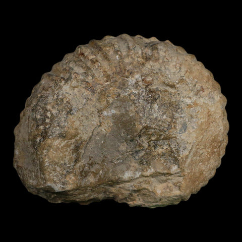 4.3" Acanthoceras Ammonite Fossil Agadir Morocco 360 Million Year Old COA - Fossil Age Minerals