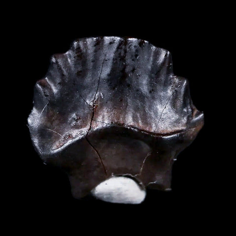 0.5" Ankylosaurus Fossil Tooth Judith River FM Cretaceous Dinosaur MT COA & Display - Fossil Age Minerals