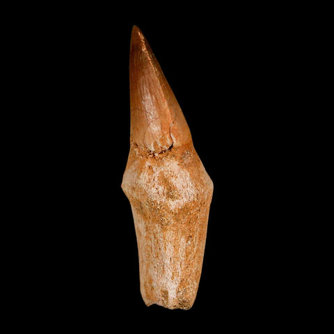 2.4" Mosasaur Eremiasaurus Fossil Tooth Rooted Cretaceous Dinosaur Era COA
