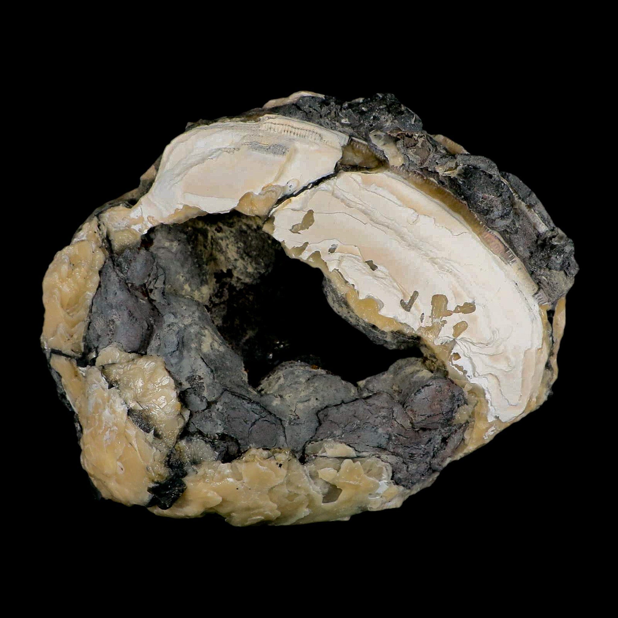4.8" Mercenaria Permagna Clam Fossil Golden Calcite Crystal Rucks Pit Florida - Fossil Age Minerals