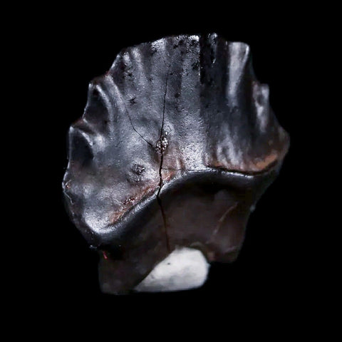 0.5" Ankylosaurus Fossil Tooth Judith River FM Cretaceous Dinosaur MT COA & Display - Fossil Age Minerals