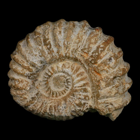 5" Acanthoceras Ammonite Fossil Agadir Morocco 360 Million Year Old COA - Fossil Age Minerals
