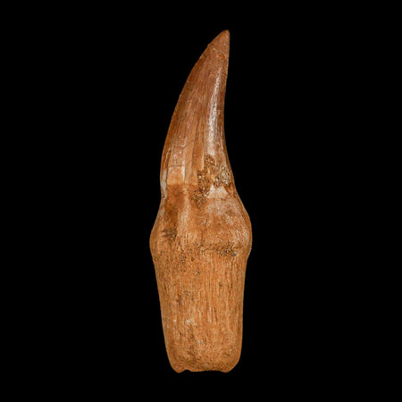 2.6" Mosasaur Eremiasaurus Fossil Tooth Rooted Cretaceous Dinosaur Era COA