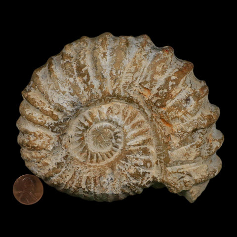 5" Acanthoceras Ammonite Fossil Agadir Morocco 360 Million Year Old COA - Fossil Age Minerals