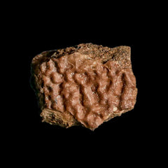 Turtle Fossil Collection