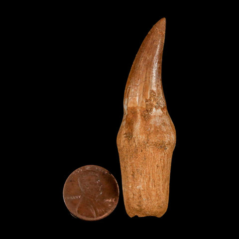 2.6" Mosasaur Eremiasaurus Fossil Tooth Rooted Cretaceous Dinosaur Era COA
