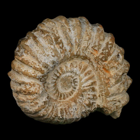 5" Acanthoceras Ammonite Fossil Agadir Morocco 360 Million Year Old COA - Fossil Age Minerals