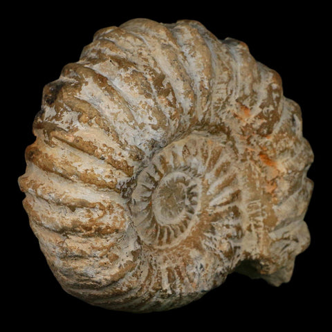 5" Acanthoceras Ammonite Fossil Agadir Morocco 360 Million Year Old COA - Fossil Age Minerals
