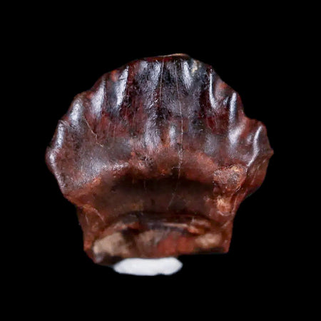 0.5" Ankylosaurus Fossil Tooth Judith River FM Cretaceous Dinosaur MT COA & Display