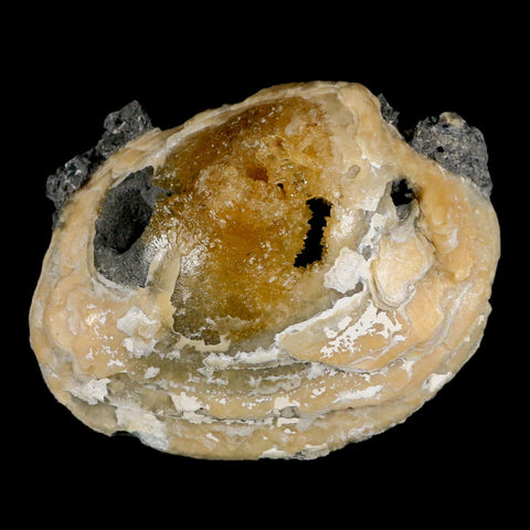 4.8" Mercenaria Permagna Clam Fossil Golden Calcite Crystal Rucks Pit Florida - Fossil Age Minerals