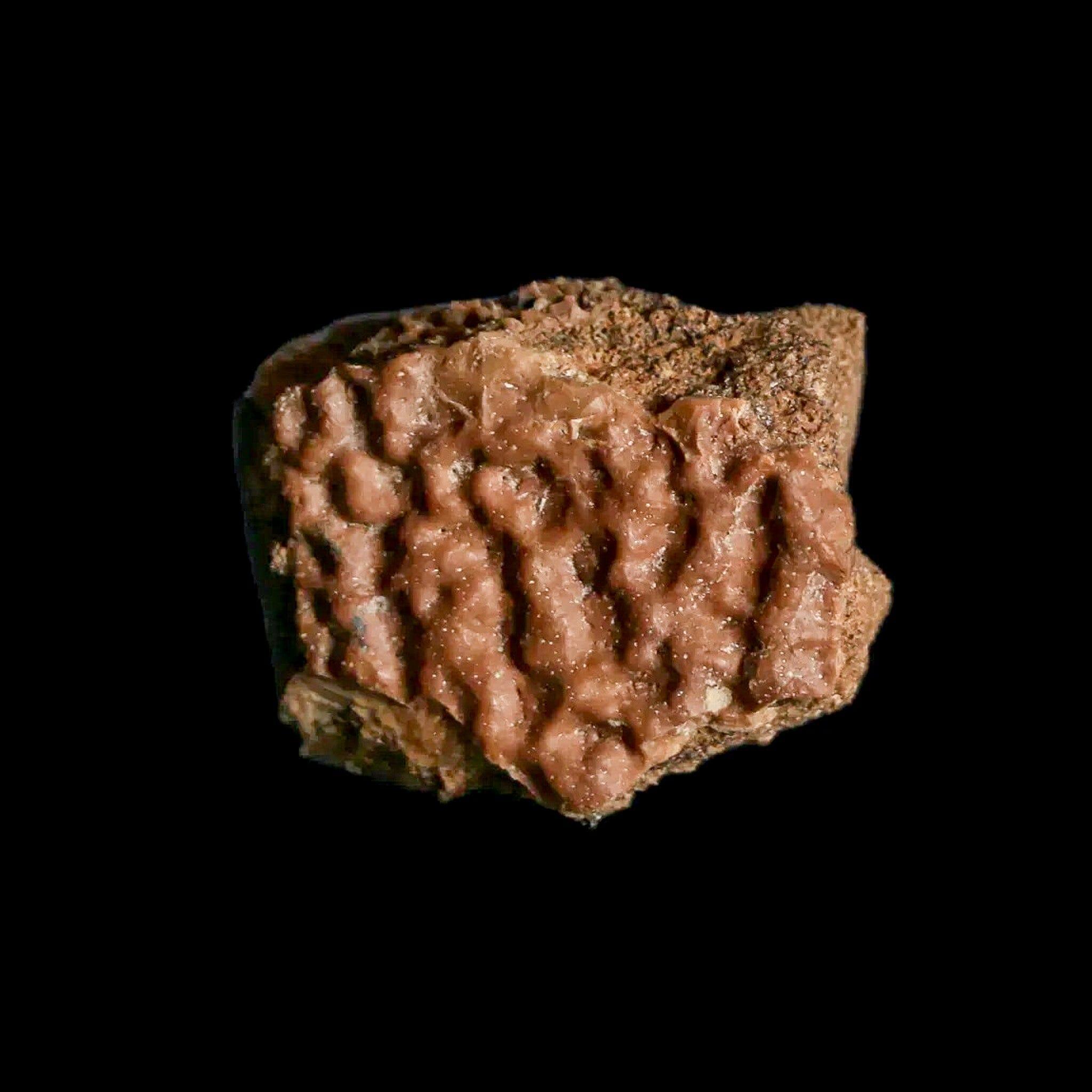 0.8" Fossil Turtle Shell Judith River Formation Montana Dinosaur Cretaceous Age - Fossil Age Minerals