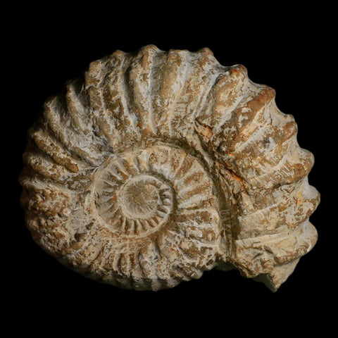 5" Acanthoceras Ammonite Fossil Agadir Morocco 360 Million Year Old COA - Fossil Age Minerals