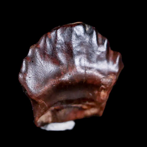 0.5" Ankylosaurus Fossil Tooth Judith River FM Cretaceous Dinosaur MT COA & Display - Fossil Age Minerals