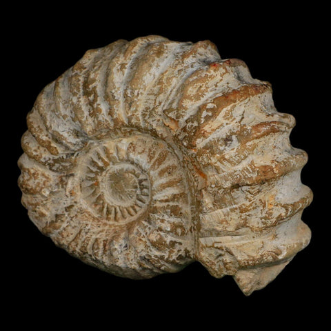 5" Acanthoceras Ammonite Fossil Agadir Morocco 360 Million Year Old COA - Fossil Age Minerals