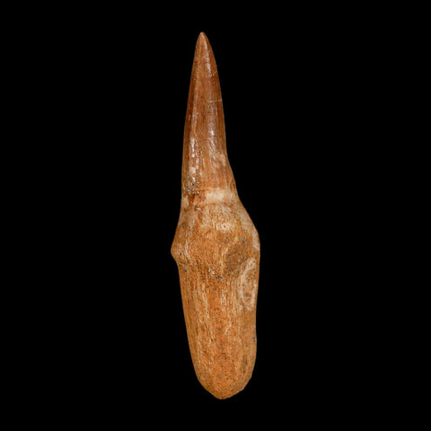 2.6" Mosasaur Eremiasaurus Fossil Tooth Rooted Cretaceous Dinosaur Era COA