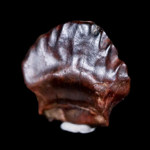 0.5" Ankylosaurus Fossil Tooth Judith River FM Cretaceous Dinosaur MT COA & Display - Fossil Age Minerals