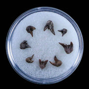 8 Orthacanthus Shark Fossil Teeth Permian Age Ryan FM Waurika OK COA, Display
