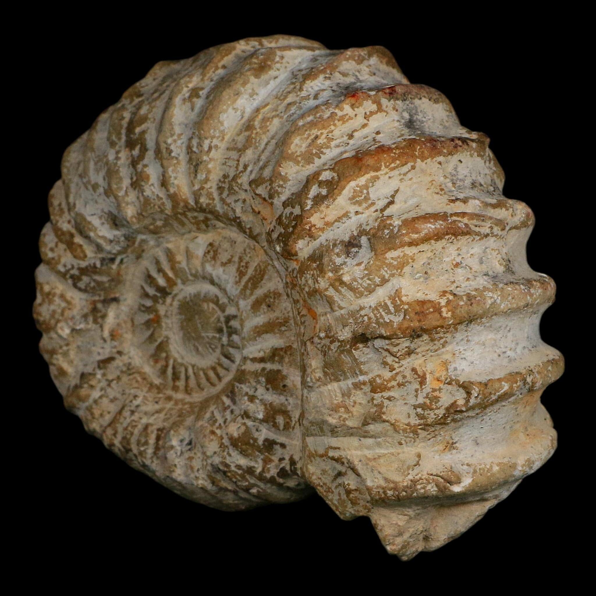 5" Acanthoceras Ammonite Fossil Agadir Morocco 360 Million Year Old COA - Fossil Age Minerals