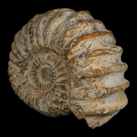 5" Acanthoceras Ammonite Fossil Agadir Morocco 360 Million Year Old COA - Fossil Age Minerals