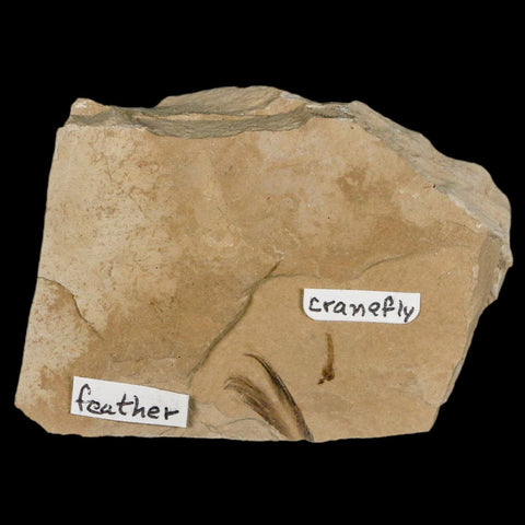 0.6 Rare Detailed Fossil Bird Feather And Cranefly Green River FM Uintah UT Eocene Age - Fossil Age Minerals