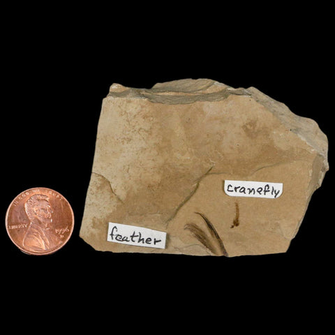 0.6 Rare Detailed Fossil Bird Feather And Cranefly Green River FM Uintah UT Eocene Age - Fossil Age Minerals