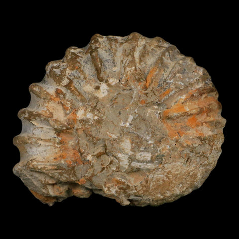 5" Acanthoceras Ammonite Fossil Agadir Morocco 360 Million Year Old COA - Fossil Age Minerals