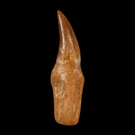 2.6" Mosasaur Eremiasaurus Fossil Tooth Rooted Cretaceous Dinosaur Era COA
