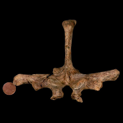 6" Pachycephalosaurus Dinosaur Fossil Vertebrae Process Lance Creek FM WY COA - Fossil Age Minerals