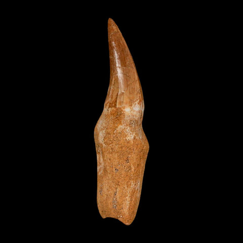 2.6" Mosasaur Eremiasaurus Fossil Tooth Rooted Cretaceous Dinosaur Era COA