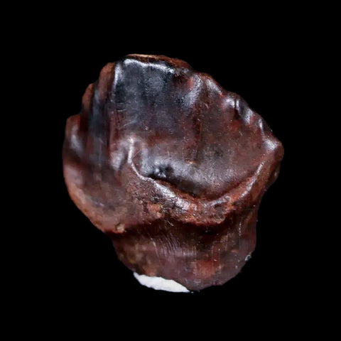 0.5" Ankylosaurus Fossil Tooth Judith River FM Cretaceous Dinosaur MT COA & Display - Fossil Age Minerals