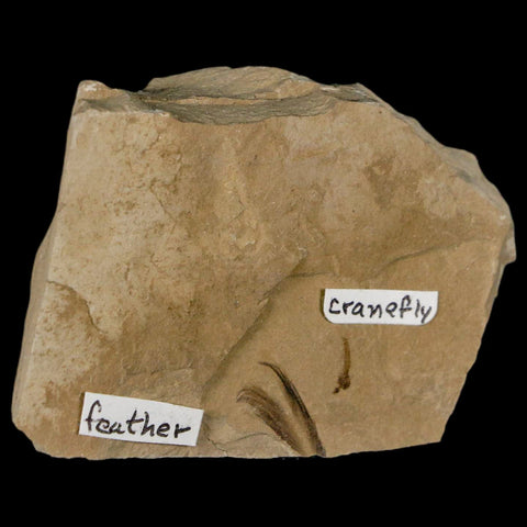 0.6 Rare Detailed Fossil Bird Feather And Cranefly Green River FM Uintah UT Eocene Age - Fossil Age Minerals