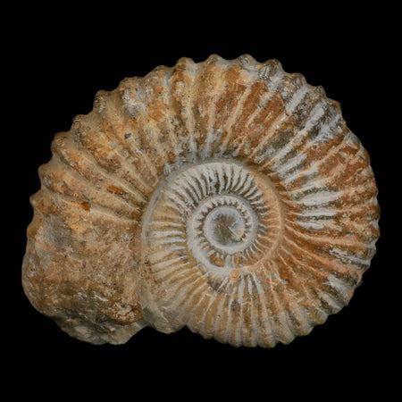 4.4" Acanthoceras Ammonite Fossil Agadir Morocco 360 Million Year Old COA