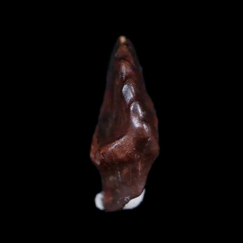 0.5" Ankylosaurus Fossil Tooth Judith River FM Cretaceous Dinosaur MT COA & Display - Fossil Age Minerals