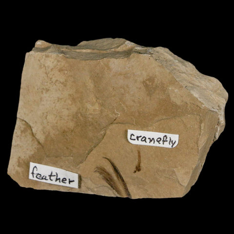 0.6 Rare Detailed Fossil Bird Feather And Cranefly Green River FM Uintah UT Eocene Age - Fossil Age Minerals