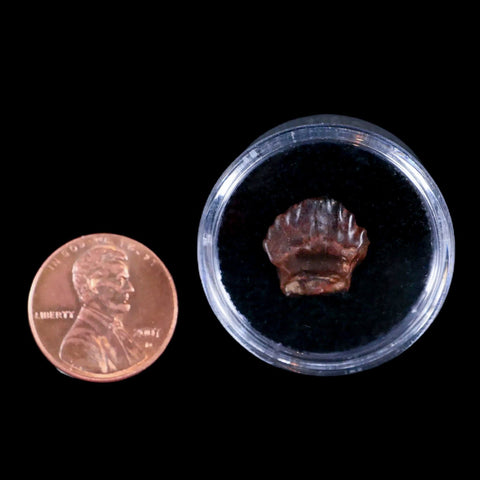 0.5" Ankylosaurus Fossil Tooth Judith River FM Cretaceous Dinosaur MT COA & Display - Fossil Age Minerals