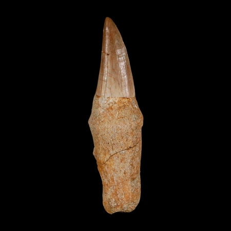 2.6" Mosasaur Eremiasaurus Fossil Tooth Rooted Cretaceous Dinosaur Era COA
