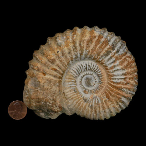 4.4" Acanthoceras Ammonite Fossil Agadir Morocco 360 Million Year Old COA - Fossil Age Minerals