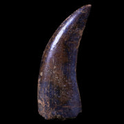 1.7" Nanotyrannus Tyrannosaurus Fossil Tooth Dinosaur Lance Creek FM WY COA