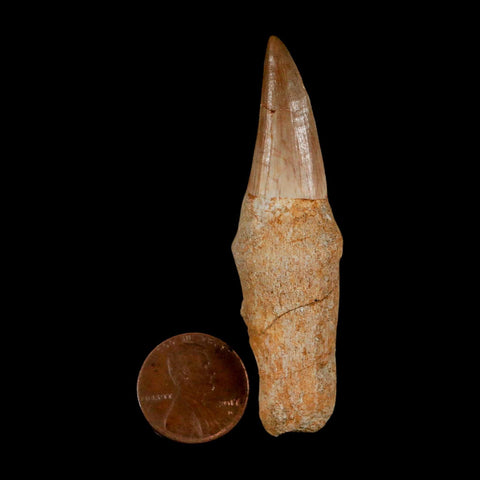 2.6" Mosasaur Eremiasaurus Fossil Tooth Rooted Cretaceous Dinosaur Era COA