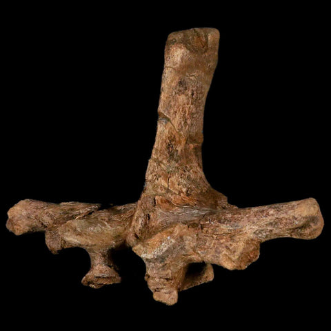 6" Pachycephalosaurus Dinosaur Fossil Vertebrae Process Lance Creek FM WY COA - Fossil Age Minerals