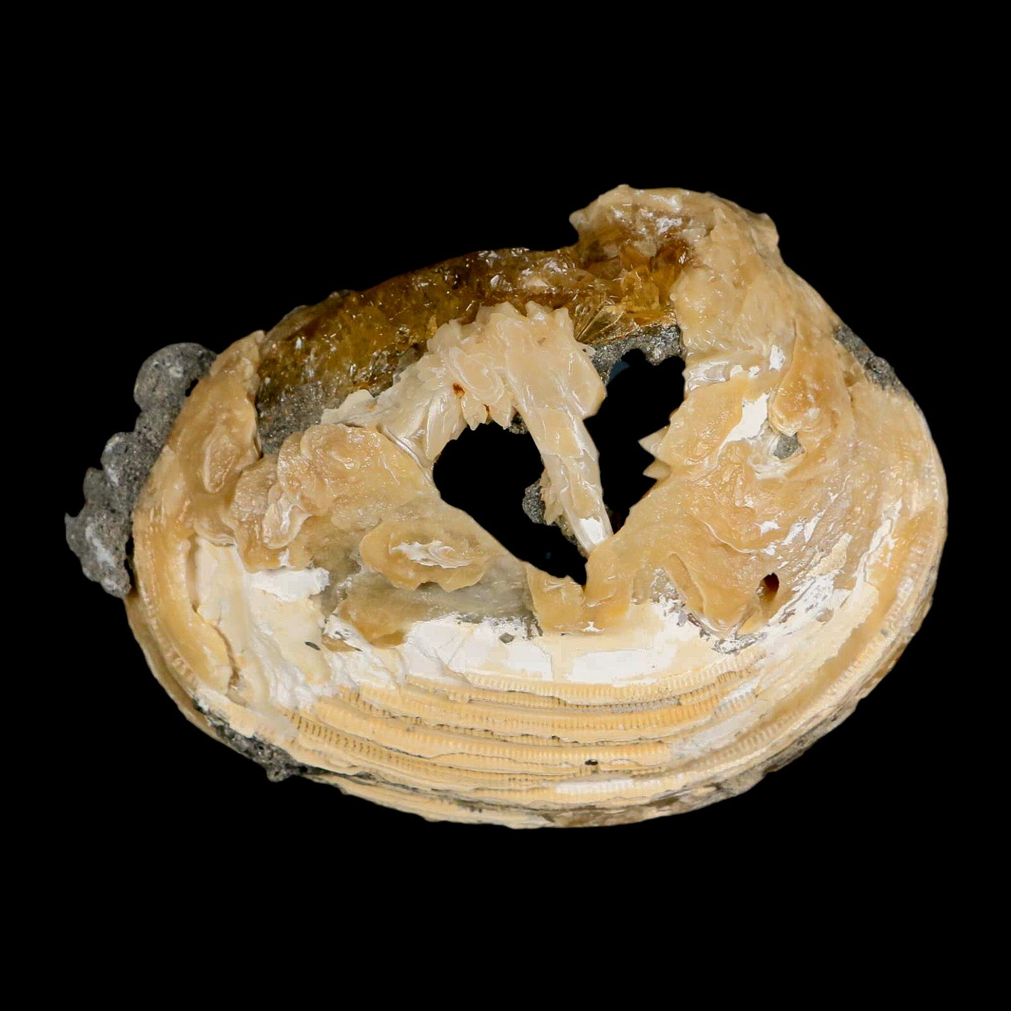 4.5" Mercenaria Permagna Clam Fossil Golden Calcite Crystal Rucks Pit Florida - Fossil Age Minerals