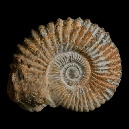 4.4" Acanthoceras Ammonite Fossil Agadir Morocco 360 Million Year Old COA