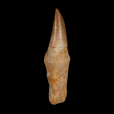 2.6" Mosasaur Eremiasaurus Fossil Tooth Rooted Cretaceous Dinosaur Era COA