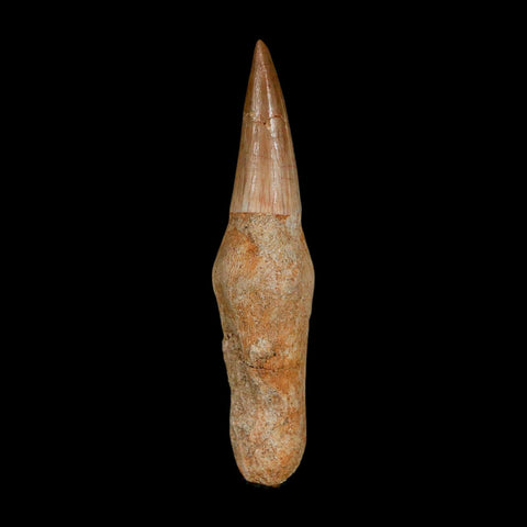 2.6" Mosasaur Eremiasaurus Fossil Tooth Rooted Cretaceous Dinosaur Era COA