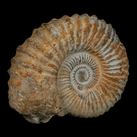 4.4" Acanthoceras Ammonite Fossil Agadir Morocco 360 Million Year Old COA - Fossil Age Minerals