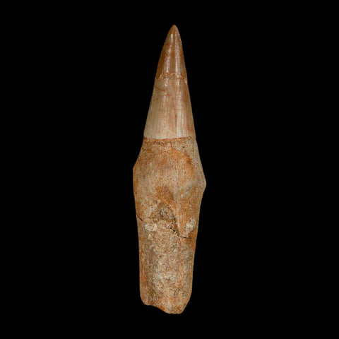 2.6" Mosasaur Eremiasaurus Fossil Tooth Rooted Cretaceous Dinosaur Era COA